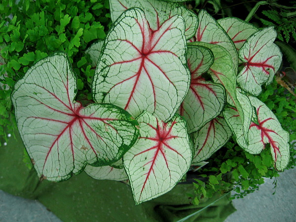 I took this striking photo yesterday at the San Diego Fern Society Show inside the Casa del Prado.