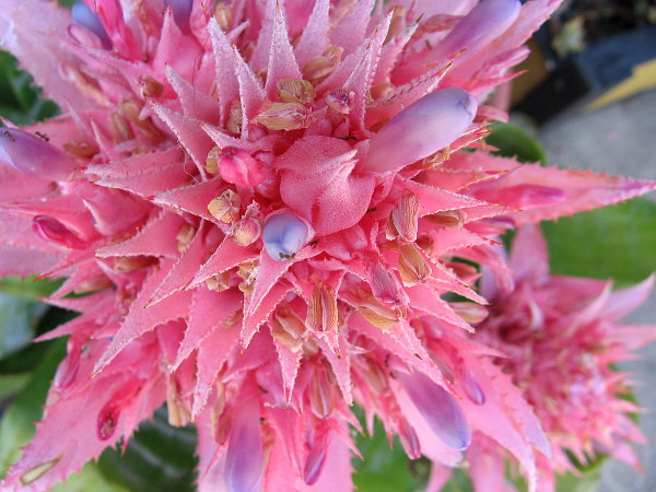 An amazing flower outside the San Diego Mineral and Gem Society building in Spanish Village.
