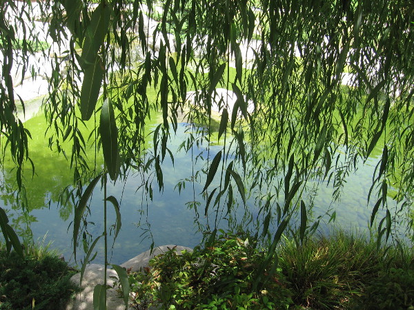 A scene of great beauty in the Japanese Friendship Garden.