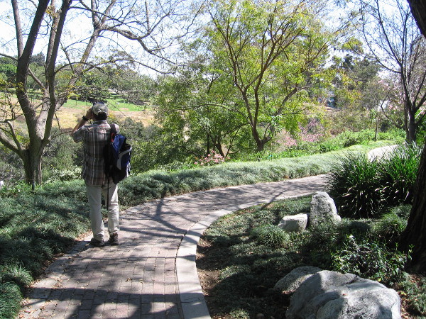 Gazing toward Balboa Park's Pepper Grove from the pathway inside the Japanese Friendship Garden.