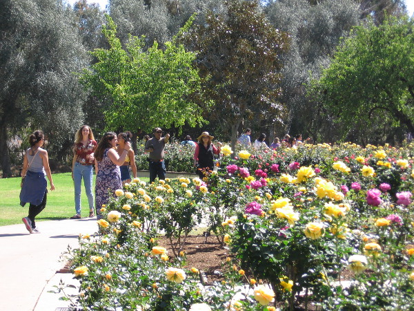 Abundant beauty at the Inez Grant Parker Memorial Rose Garden.