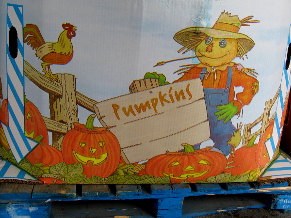 Pumpkins are beginning to arrive at grocery stores. This outdoor bin was still empty a couple days ago, but ready.