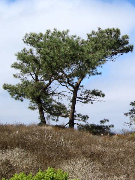 Wind-sculpted rare Torrey pines at Cabrillo National Monument.