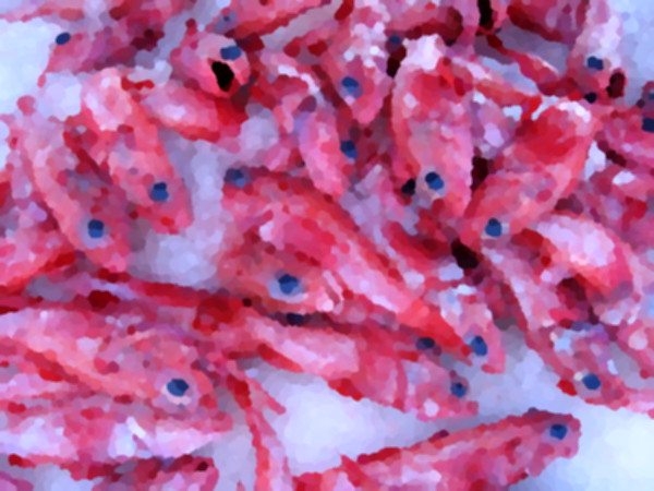 Fresh fish for sale at Tuna Harbor Dockside Market.