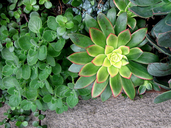 Radiant beauty along a Little Italy sidewalk.