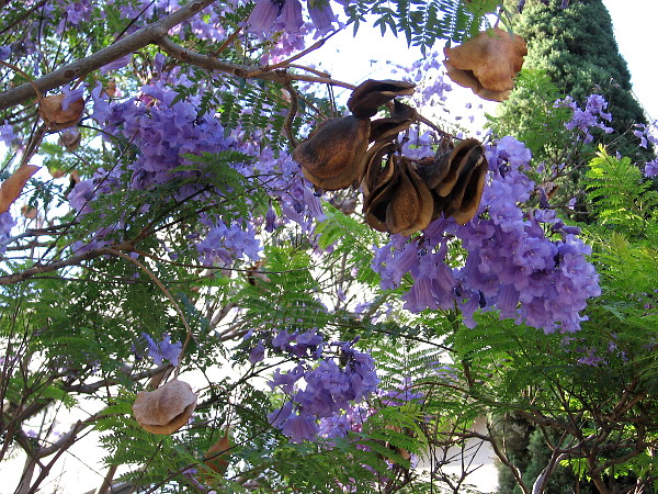 Natural beauty discovered in busy downtown San Diego.