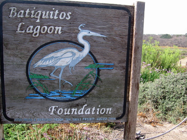 The two mile trail along the north edge of the tidal wetland and the Nature Center are both maintained by the Batiquitos Lagoon Foundation.