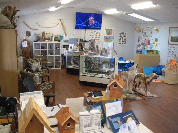 The very cool Batiquitos Lagoon Nature Center is like a one room jam-packed museum.