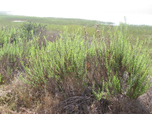 Bright September sunshine on green.