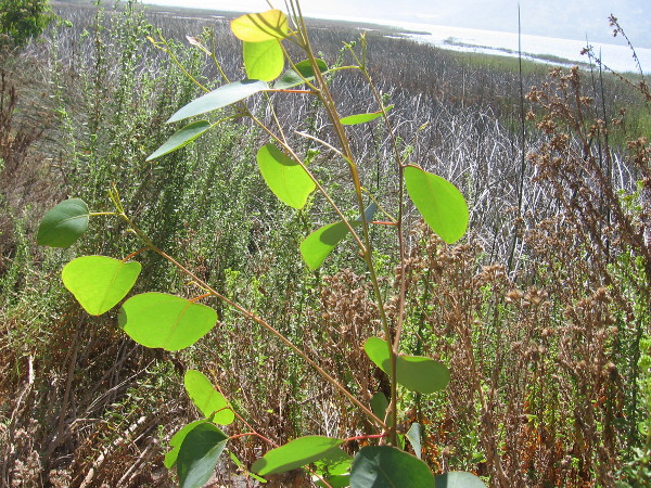 More beautiful leaves in sunlight.
