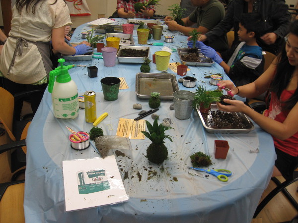 People make Kokedama, Japanese traditional moss art! The roots of small plants are bound in living moss!