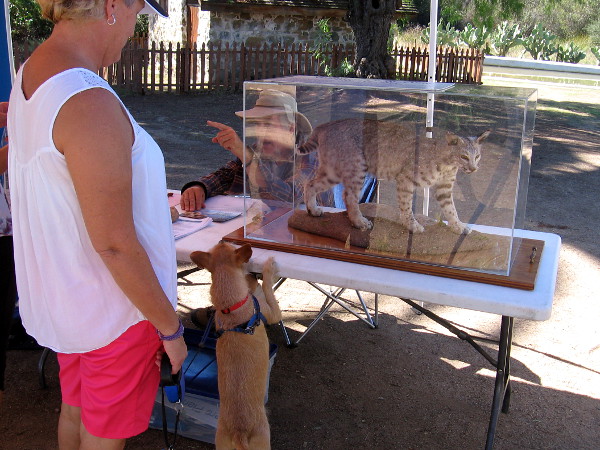 This curious dog was more interested in learning about archaeology than that nearby bobcat.