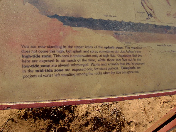 You are now standing in the upper limits of the splash zone. The waterline does not come this high, but splash and spray sometimes do. Just below is the high-tide zone.