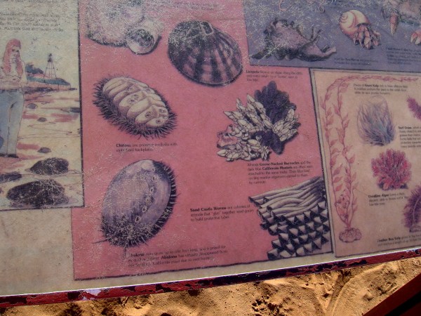 Some organisms pictured are limpets, chitons, sand castle worms, goose-necked barnacles and abalone.
