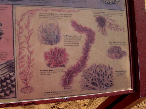 Plant life includes giant kelp, surf grass, coraline algae, rock weed, feather boa kelp and dead man's finger.