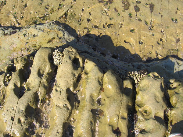 I see some of those whitish goose-necked barnacles. Many of the tiny pits are home to troglodyte chitons.