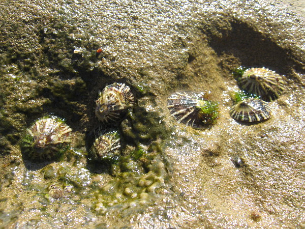 I found some limpets clinging to the wet rock.
