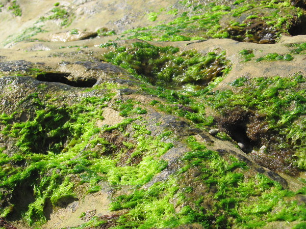 Bright green algae grows on the exposed rock's surface.