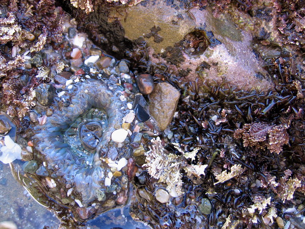 An aggregating anemone has collected fragments of shell and grains of sand.
