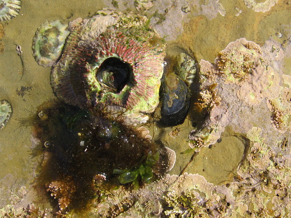 A small boy walked up to me as I photographed this small scene and said that it looks like a volcano. On the surface of Mars, I thought to myself.