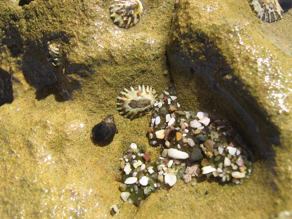 Like a glittering hidden treasure.