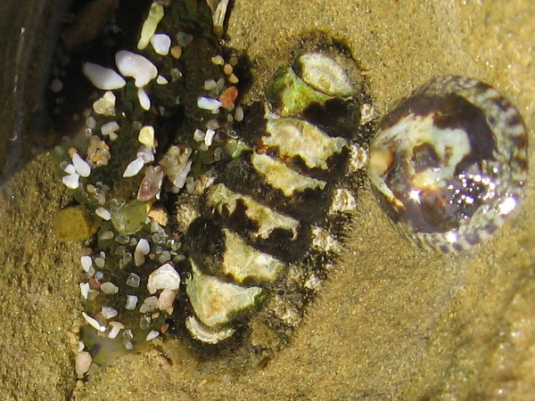 A chiton between an anemone and a limpet. Another close look at nature's awesome and infinite beauty.