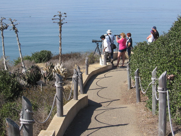 Photographers try their best to get good photos of the tall ships that are now far away.