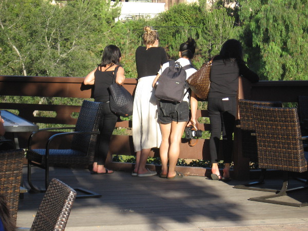 Visitors to Balboa Park peer down into the Lower Garden of the Japanese Friendship Garden from the deck of the Tea Pavilion.