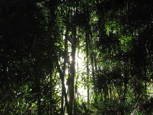 Light filters through tall bamboo at the Japanese Friendship Garden.