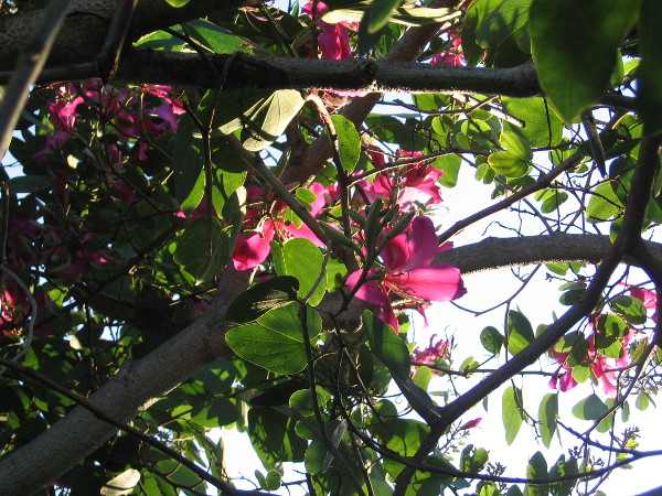 Shining blooms in a tree.