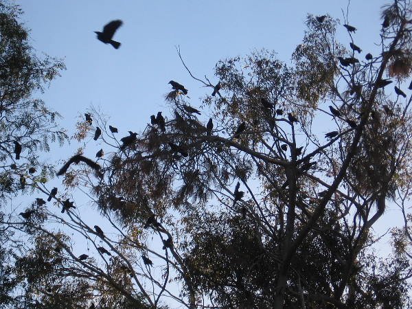 A noisy flock of crows was perched in the eucalyptus trees near the San Diego Chess Club and Balboa Park Horseshoe Club.