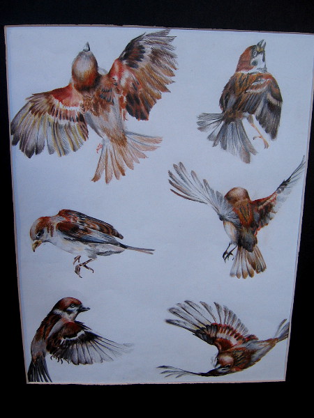 Malcolm, Siena Quinn, colored pencil. Grossmont High School.