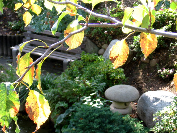 The Japanese Friendship Garden in Balboa Park is a place to find peace, wisdom and healing.