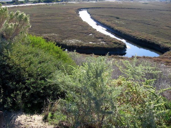 Water reflects bright sunlight in National City's Paradise Marsh.