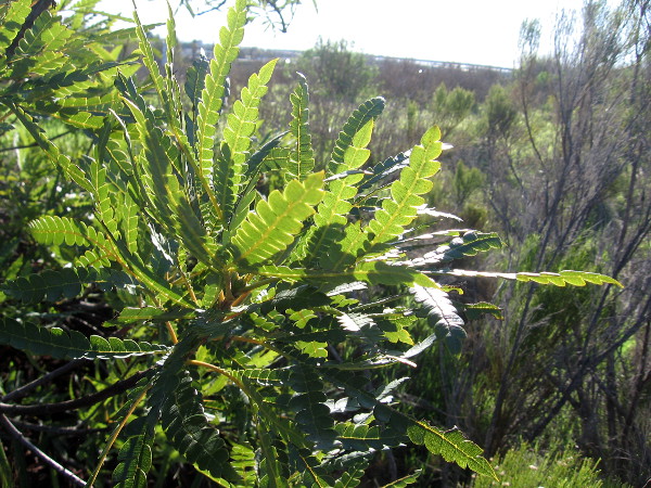 Sunlight illuminates some natural beauty beside the sidewalk trail.