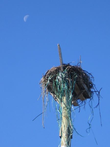 Looks like an osprey has collected all sort of odd materials for its nest!