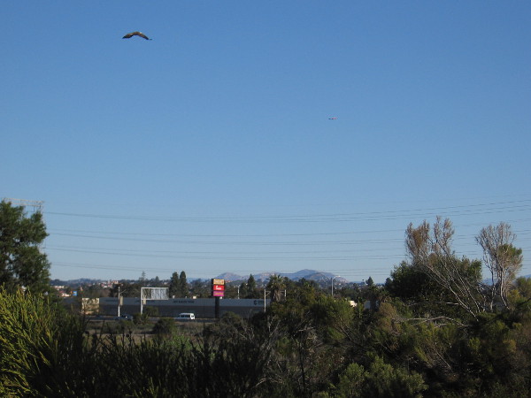 An osprey flies high above Paradise Marsh on a beautiful late December day.