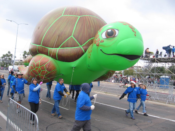 And here comes Carter the Sea Turtle!