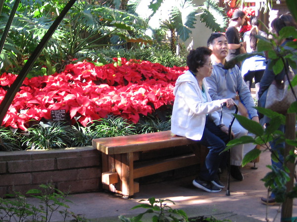 People take a break during December Nights by sitting near cheerful red poinsettias in the Botanical Building.