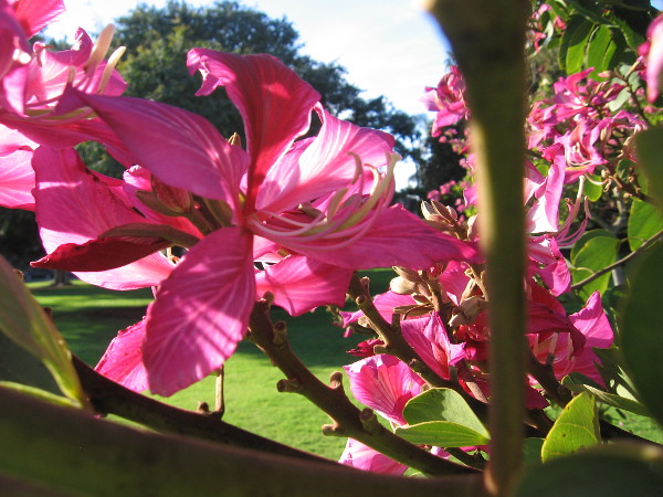 Nature's magic on Balboa Park's West Mesa, in a window formed by my camera's lens.