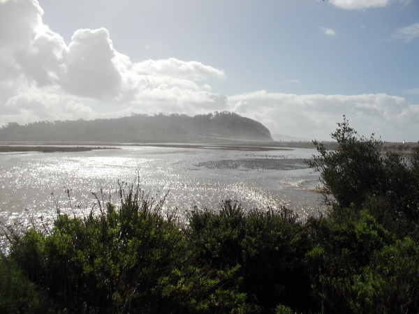 Across the lagoon to the south rises beautiful Torrey Pines State Reserve, home of the endangered Torrey pine, rarest pine tree in North America.