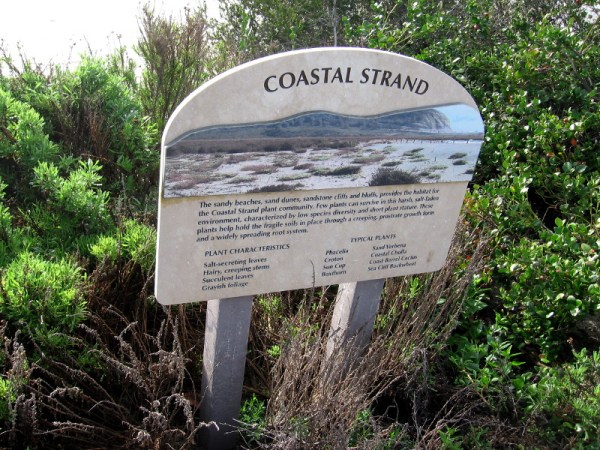 The sandy beaches, sand dunes, sandstone cliffs and bluffs, provides the habitat for the Coastal Strand plant community.