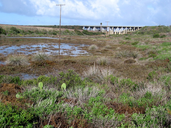 Looking across the wetland toward the train bridge near the beach.