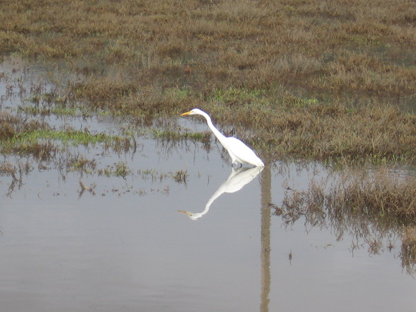 A great egret stands in Los Peñasquitos Lagoon, patiently watching for fish in the water.