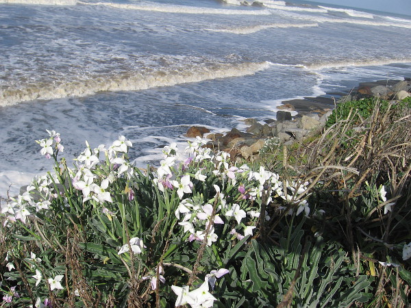 Gazing down at powerful Pacific Ocean surf on a winter day between storms.