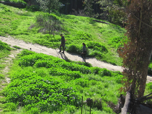 There's plenty of bright green down in the Balboa Park Rube Powell Archery Range.