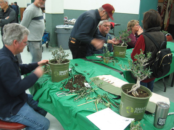 Members of the San Diego Bonsai Club work on small olive trees in the Casa del Prado.