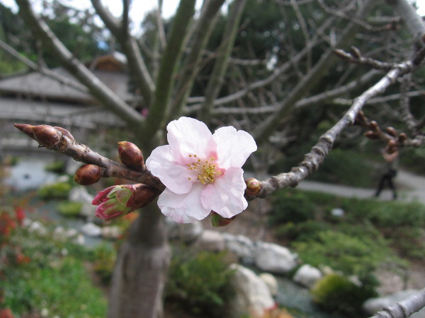 A few early cherry blossoms are blooming in February at the Japanese Friendship Garden.