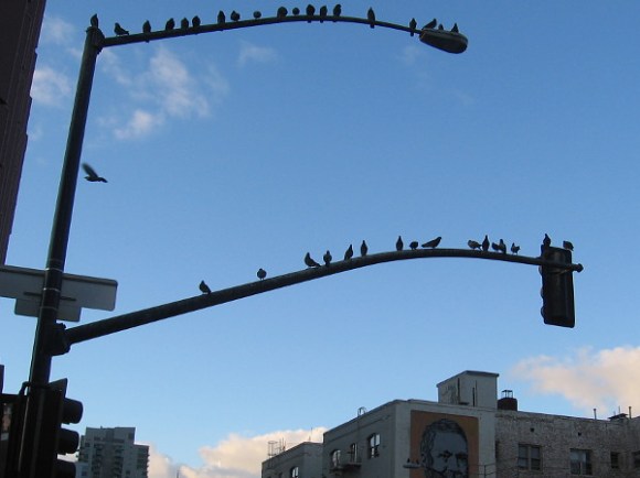 Birds over "head".