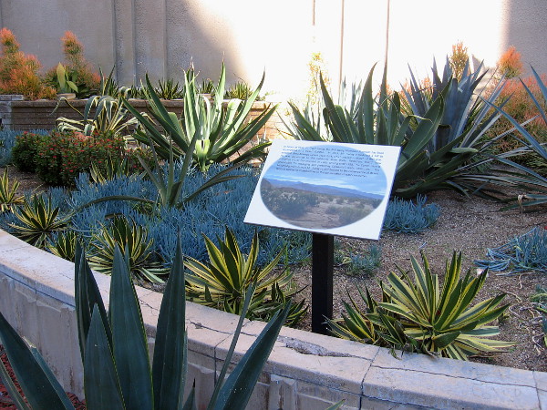 Sign explains the Phil Swing Memorial Fountain was re-purposed to a Desert Garden. In 1933, Mr. Swing introduced a bill to establish Anza-Borrego Desert State Park.